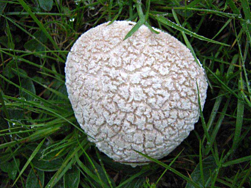 Primi due funghi Abruzzo quota  1400 circa m slm